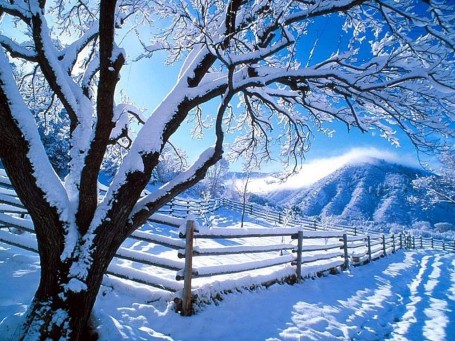 Peisaje uimitoare Imagini_frumoase_de_iarna_041